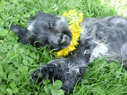 Berry 5.6.2010 (3).jpg